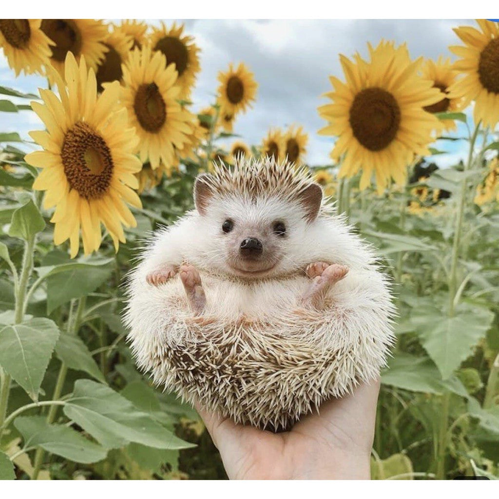 ProcreateАкварельный_Ёж_- Procreate Brushes