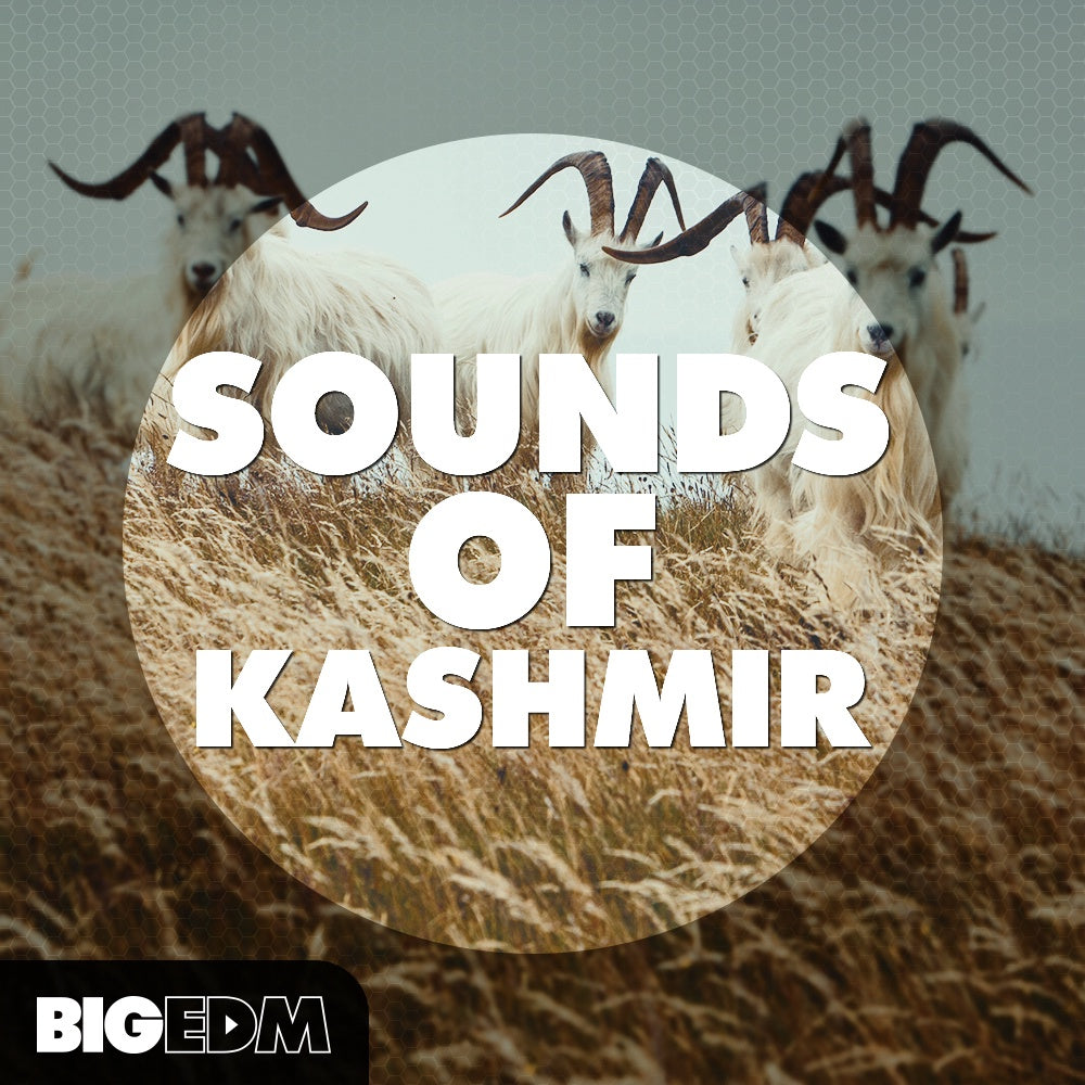 Big EDM Sounds Of Kashmir  ProducerLoops *Sample Pack* (Win/Mac)