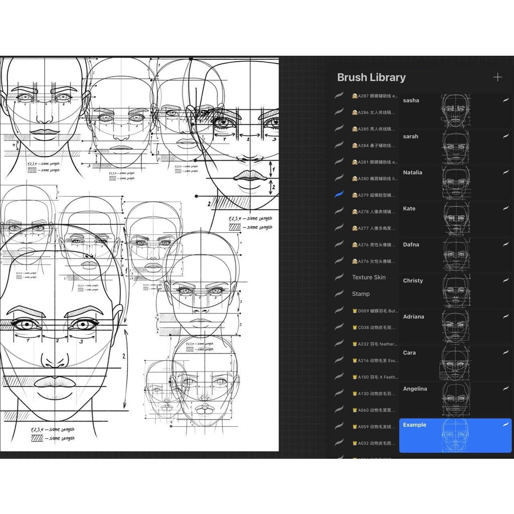 ProcreateAHL108/23【人体和人体局部辅助线】Human body and human body partial auxiliary line