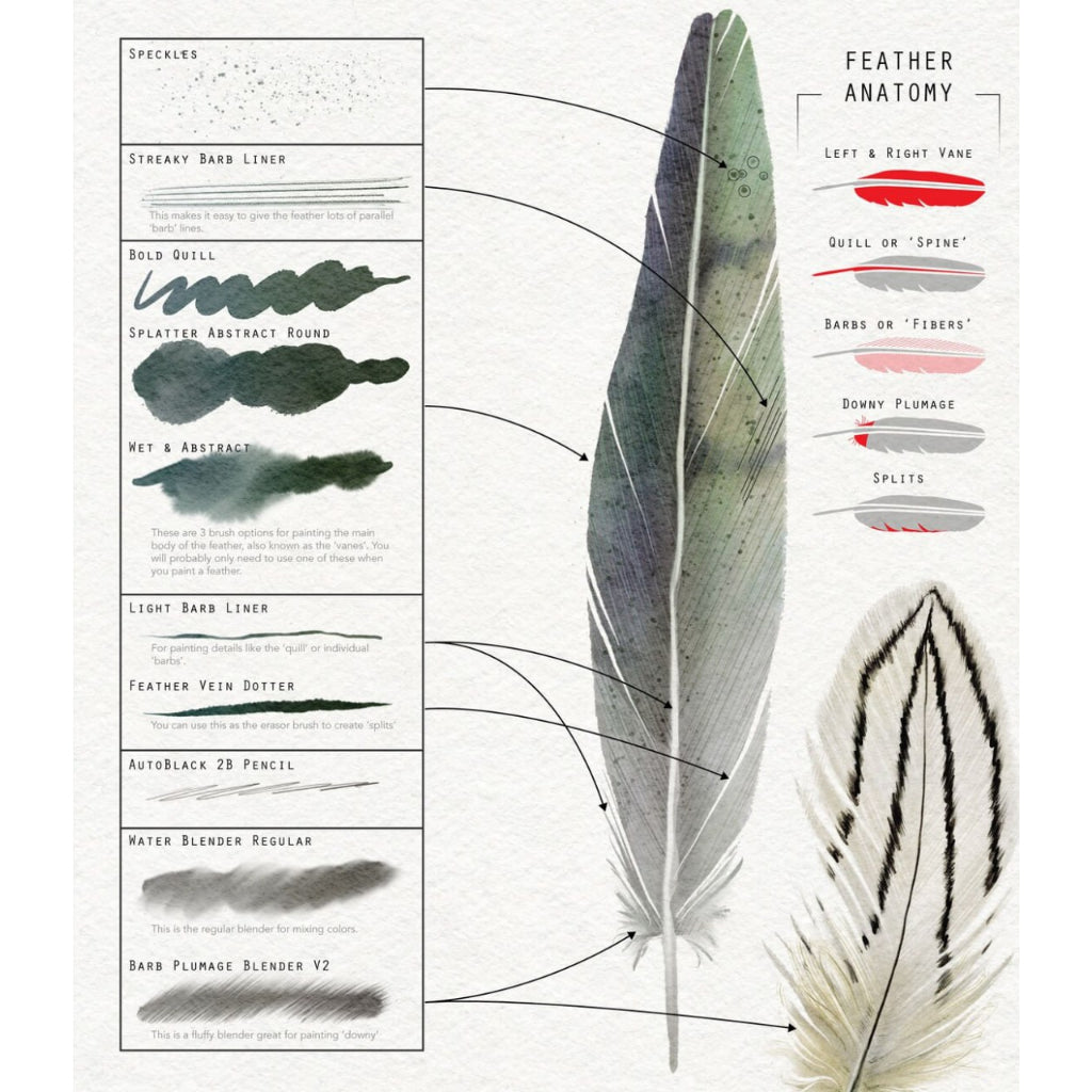 Procreate【T194】 Feather brush kit procreate