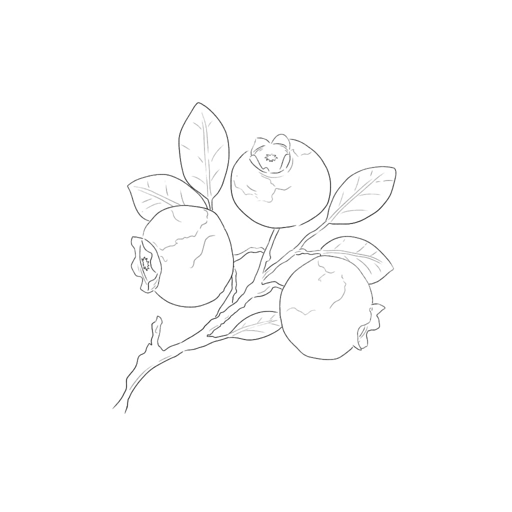 Procreate【T250531】 Realistic Watercolor Brushset