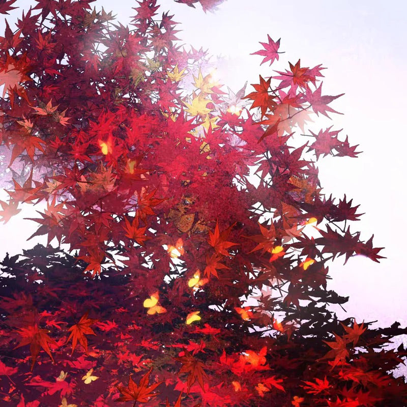 Procreate 40 บรัชดอกวิสทีเรีย กลีบดอก หญ้า ผีเสื้อ