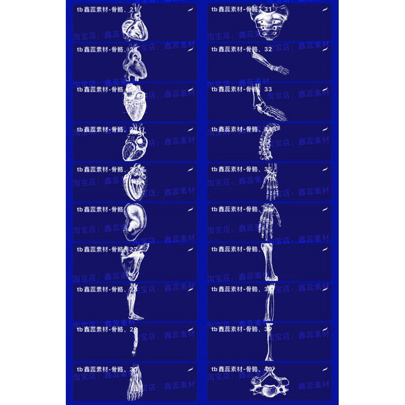 Procreate/Ps 84 บรัช human skeleton (H558)