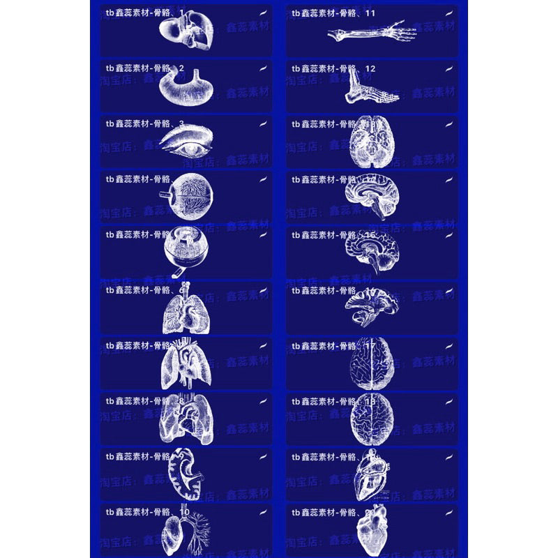 Procreate/Ps 84 บรัช human skeleton (H558)