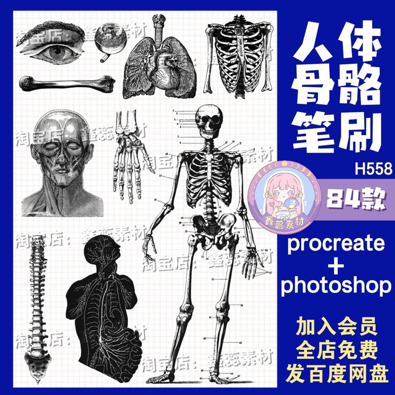 Procreate/Ps 84 บรัช human skeleton (H558)